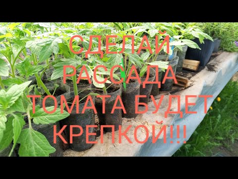 Видео: ХОТИТЕ КРЕПКУЮ РАССАДУ ТОМАТА И НАРАСТИТЬ МОЩНУЮ КОРНЕВУЮ СИСТЕМУ, ТОГДА ЭТО ВИДЕО ДЛЯ ВАС!!!