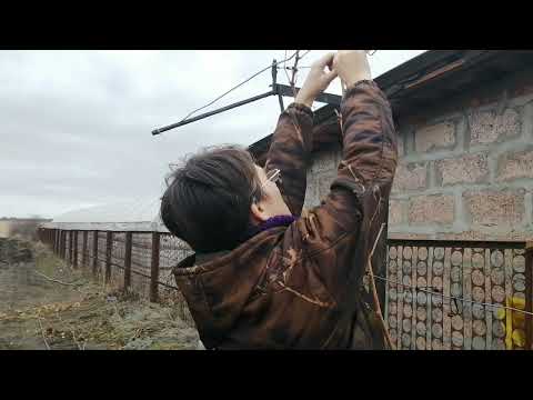 Видео: Обрезка взрослых кустов винограда для плодоношения в следующем сезоне.