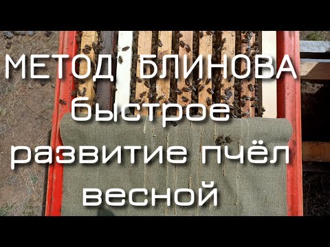 Видео: Метод Блинова. Быстрое развитие пчелиных семей весной. Весенние работы на пасеке.