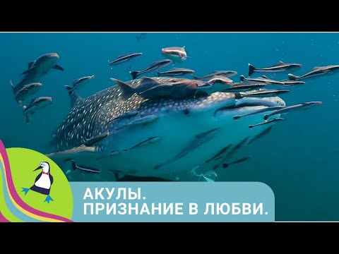Видео: 👨‍👨‍👧‍👧 ПОЗНОВАТЕЛЬНЫЙ ФИЛЬМ ПРО АКУЛ! Акулы. Признание в любви.  Фильм в HD
