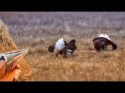 Видео: ТАКОЙ охоты у меня ещё не было. Охота на тетерева на току.