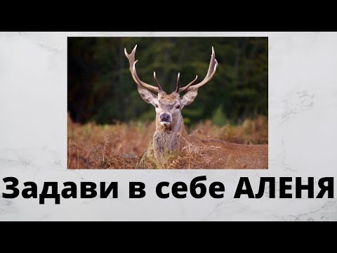 Видео: Как избавиться от внутреннего Аленя