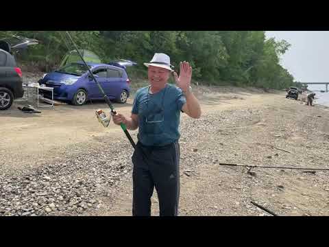 Видео: Сазан в реке Амур