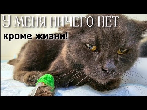Видео: 💔Больную кошку выкинули на мороз /она обморозила лапы и плача, ползла за людьми /help save the cat