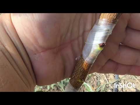 Видео: Пайванди Тирамоҳи тамошо карда Пайванд кунед 