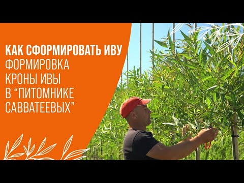 Видео: КАК ПРАВИЛЬНО СФОРМИРОВАТЬ ИВУ НА ШТАМБЕ | ФОРМИРОВКА КРОНЫ В "ПИТОМНИКЕ САВВАТЕЕВЫХ"
