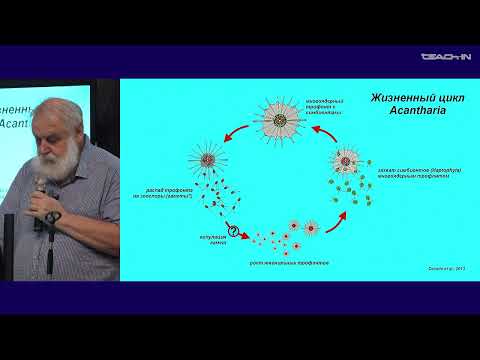 Видео: Малахов В.В. - Зоология беспозвоночных - 5. Надцарство Amorphea