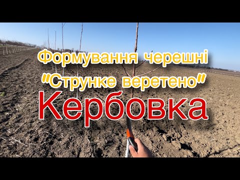 Видео: Формування черешні. Струнке веретено. Проводимо кербовку. Формування молодої черешні.