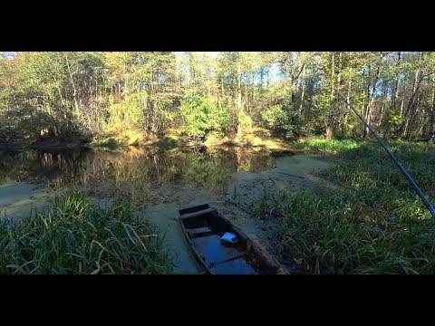 Видео: ЛЕСНОЕ ОЗЕРО НА КОТОРОМ НЕ ЛОВИЛИ 10 ЛЕТ! 4 ЩУКИ ЗА 10 МИНУТ РЕАЛЬНО?  СМОТРЕТЬ ДО КОНЦА!