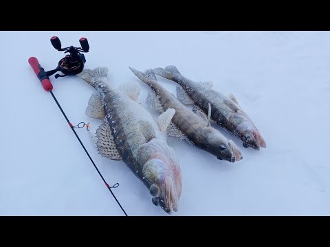 Видео: Ловля СУДАКА на течении от А до Я без ТЮЛЬКИ и ЭХОЛОТА