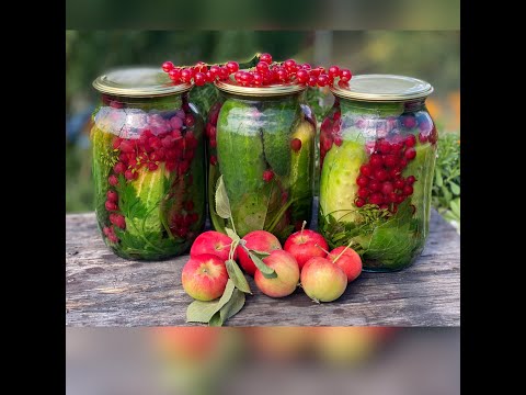 Видео: 81\ Самые вкусные ОГУРцы 🥒с КРАсной смородиной на ЗИМУ! ПРОстой рецепт.@ Olga творческие зарисовки