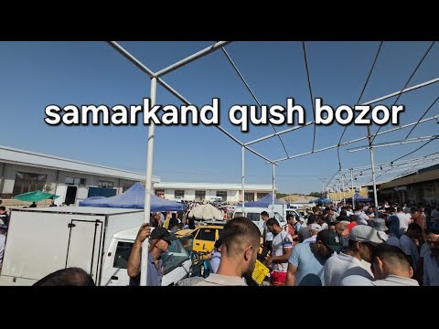 Видео: Самарканд қуш бозори 22.06.2025. Йил #shorts #samarqand #youtubeshorts #uzbekistan  #short #youtube