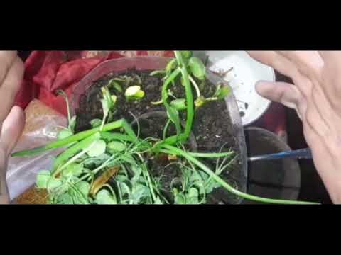 Видео: Микрозелень....! Нетипичное выращивание! Часть 8. 66 серия.