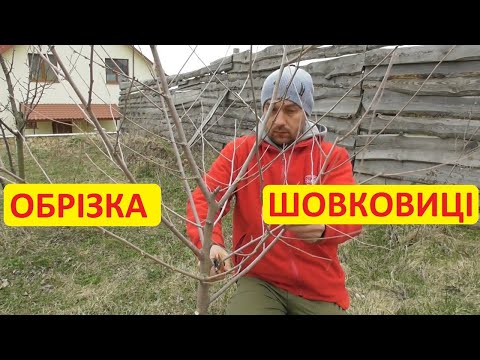 Видео: Обрізка шовковиці. Обрізка дворічних та п'ятирічних дерев. Обрізка на конкретних прикладах
