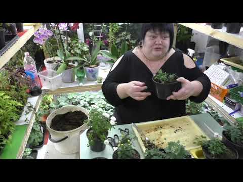 Видео: хризантема мультифлора весной. часть 1