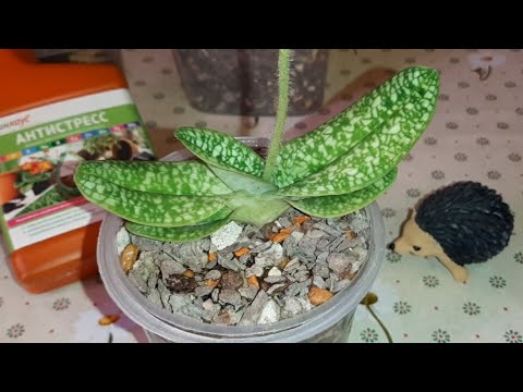 Видео: Посадка Орхидеи Башмачок Пафиопедилум Paphiopedilum | Paph. Delenatii var. alba