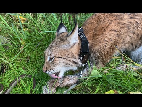 Видео: Ищем рысь в лесу ! Обзор GPS-трекера для животных Petsee