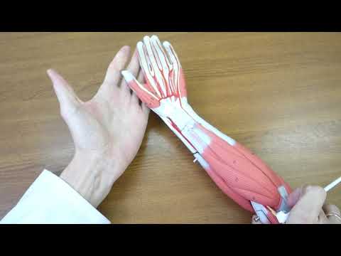 Видео: Мышцы предплечья: Передняя и латеральная  группа