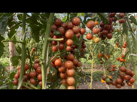 Видео: Обзор черри томатов