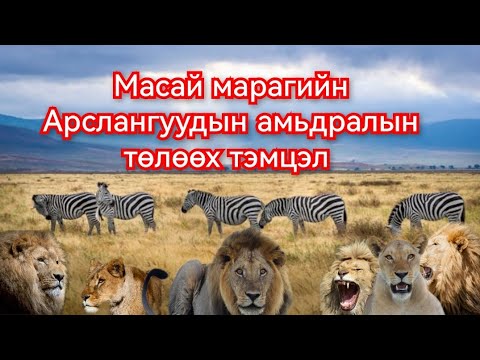 Видео: Масай марагийн Арслангийн бүлэглэлүүдийн хоорондох дайн. Гоё Түүхүүд Goy tuuhuud mongol heleer kino