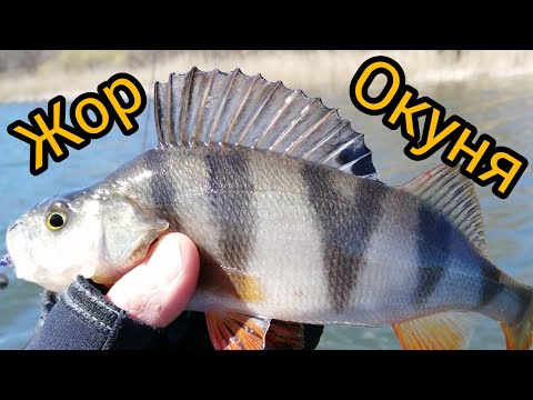 Видео: Попали на роздачу крупного ОКУНЯ.На такую рыбалку хочется снова и снова))