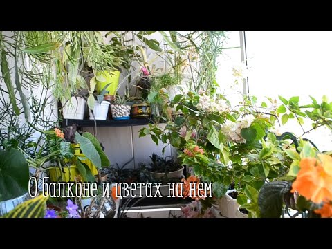 Видео: Комнатные цветы. О балконе и обзор цветов на нем.