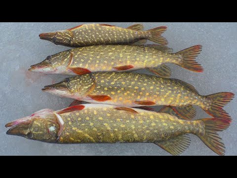 Видео: Рыбалка зимой на февральских " крокодилов "   Ира учится ловить рыбу. My fishing