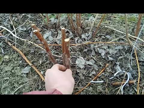 Видео: Борьба с пурпурной пятнистостью( Дидимеллой) на малине.