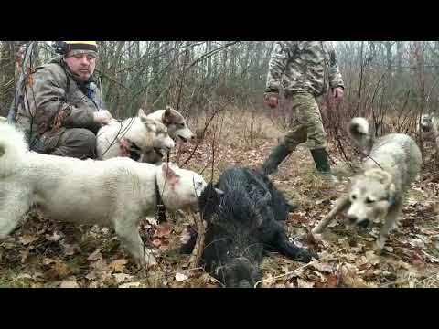 Видео: Быстро принятое решение на охоте, спасает жизни.