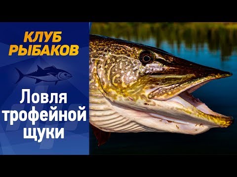 Видео: Рыбалка. Секреты ловли крупной щуки.