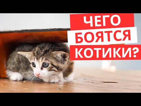 Видео: Чего Боятся Кошки? 10 Неочевидных Страхов Вашего Питомца!