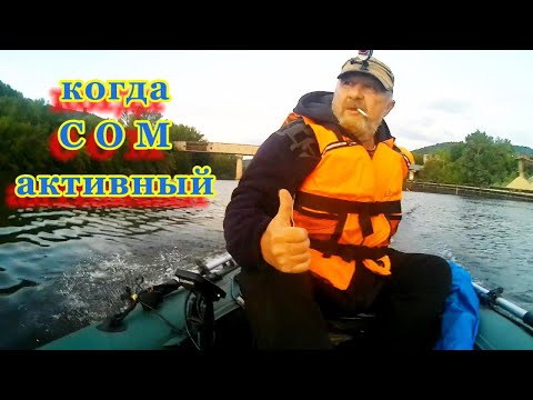 Видео: Когда лучше клюёт СОМ ! На этой рыбалке с квоком сом проявил активность.