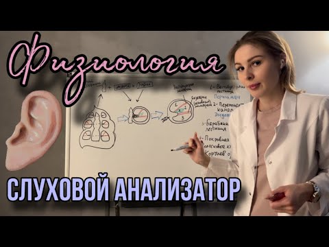 Видео: Физиология|👂🏻Слуховой анализатор|Улитка и кортиев орган