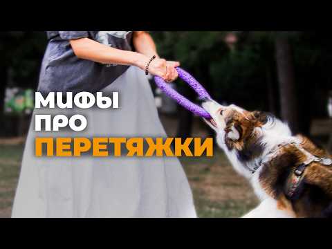 Видео: Играть с собакой в перетяжки 🐶 Мифы, ошибки и как правильно