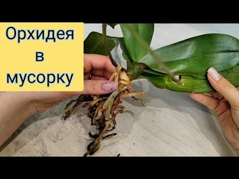 Видео: Эта орхидея должна была отправиться в МУСОРКУ! Срочная посадка НОВОЙ орхидеи. Orchid Treatment