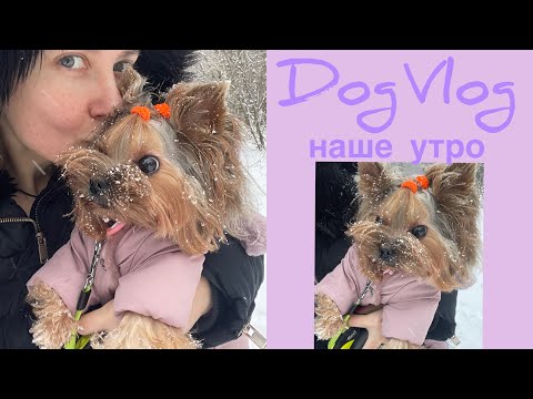 Видео: DogVlog: НАШЕ УТРО