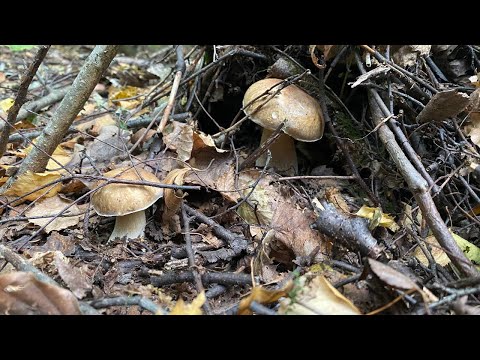 Видео: Пошук осінніх БІЛИХ грибів! Оце чудовий результат!