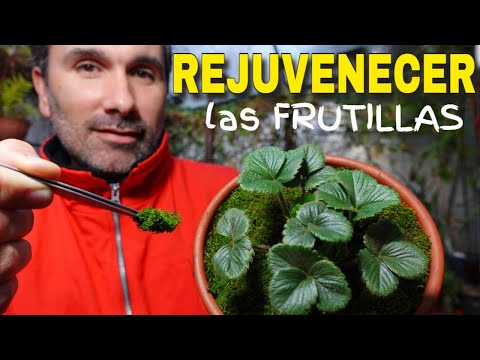 Видео: ✅ Как ВОССТАНОВИТЬ старый завод КЛУБНИКИ и СПАСТИ его. 🍓Сохраните старые клубничные растения.