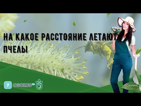 Видео: На какое расстояние летают пчелы