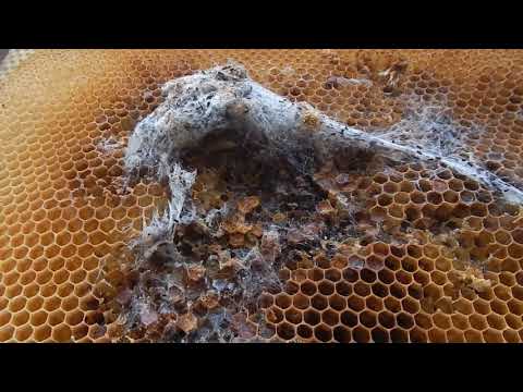 Видео: Восковая моль - борьба зимой (заблуждения некоторых пчеловодов).