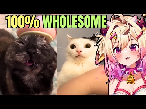 Видео: Лучшие видео с котами GREEN FLAG, которые поднимут вам настроение! Реакция Rosiebellmoo