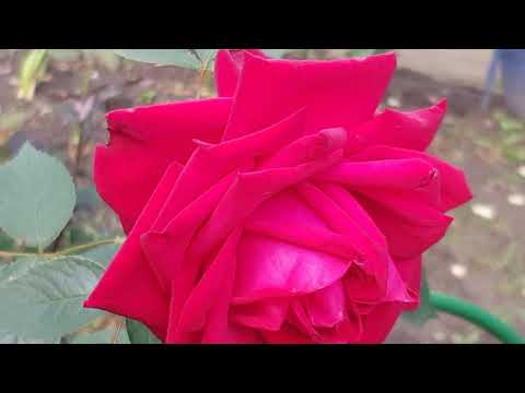 Видео: Сорта КРАСНЫХ чайно-гибридных роз: Ред Интуишен,Софи Лорен и Блек Маджек 18 июня 2021 года