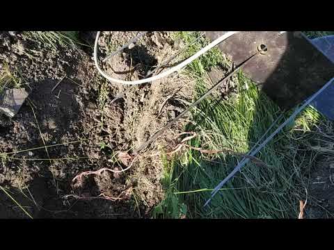 Видео: Эффективная борьба с кротами.