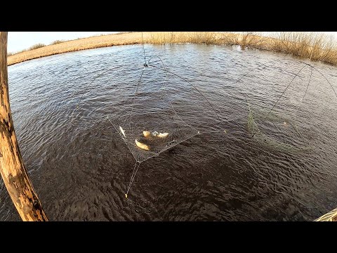 Видео: ВОТ ЭТО МЫ ОТКРЫЛИ НАВИГАЦИЮ!!! РЫБЫ ПОЛНО И ВСЯКОЙ! ЯЗИ, ПЛОТВА, КАРАСИ. Рыбалка на паук-подъёмник