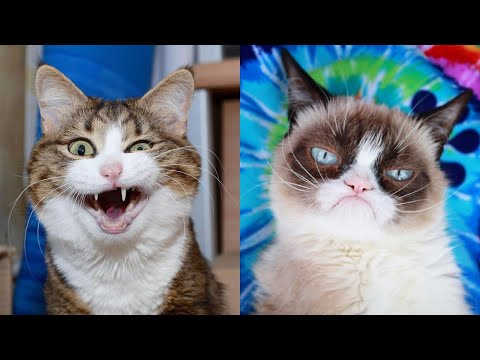 Видео: 😹Коты 2022 смешные кошки. 😹Новые приколы с котами до слез. Я СМЕЯЛСЯ ПОЛЧАСА 😹Funny cats  2022-2021