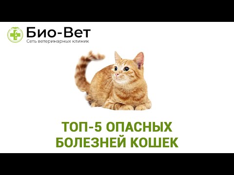 Видео: Топ-5 Опасных Болезней Кошек & Самые Опасные Кошачьи Болезни. Ветклиника Био-Вет