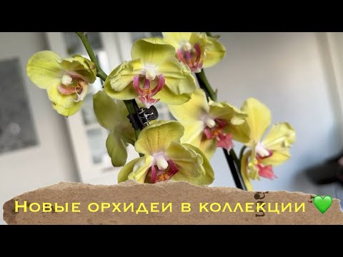 Видео: Новые орхидеи от @zeboorhids и БухтыЦветов #phal #orchid #уходзаорхидеями #распаковка