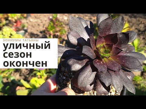 Видео: Зима близко! Убираю эониумы с улицы в теплицу