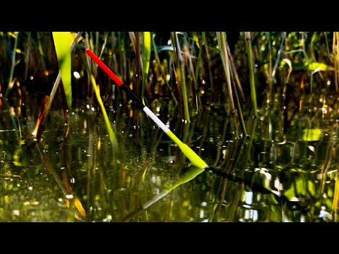 Видео: На ЭТУ ПРИКОРМКУ-только КРУПНЯК!!!УДОЧКУ ДЕРЖУ ДВУМЯ РУКАМ!!ДЕЛЮСЬ СЕКРЕТОМ ЛОВЛИ КРУПНОГО КАРАСЯ!