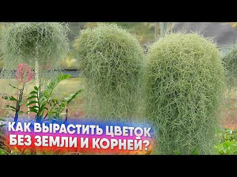Видео: Как вырастить цветок  без земли и корней